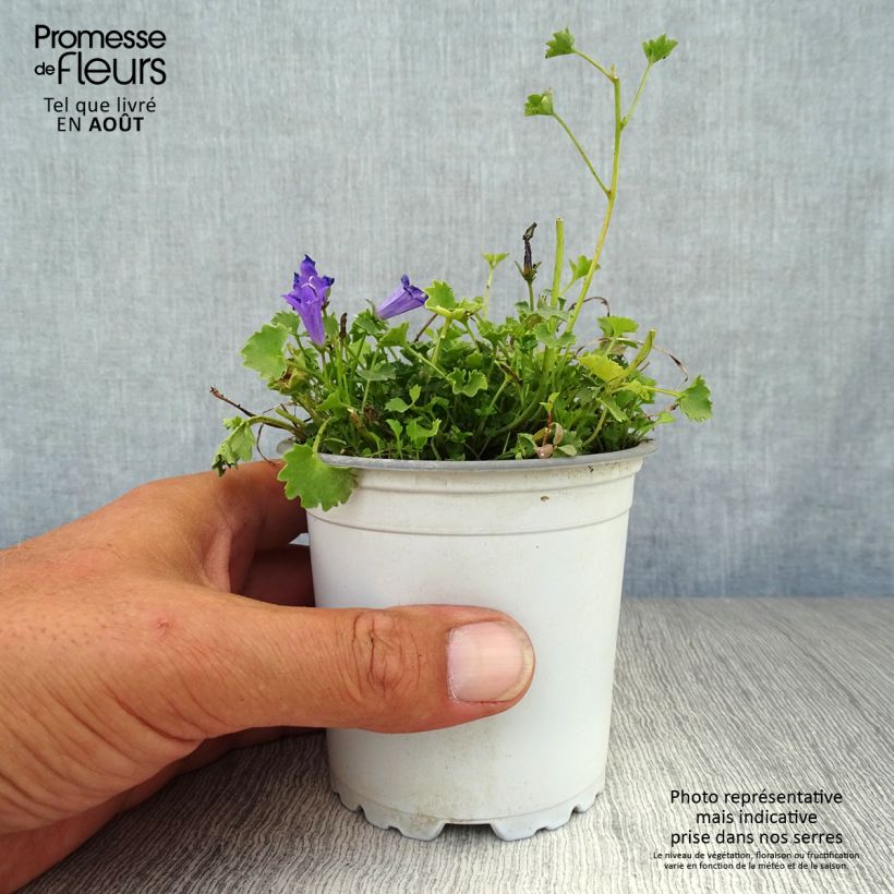 Campanula poscharskyana 7/8 cm pot sample as delivered in summer