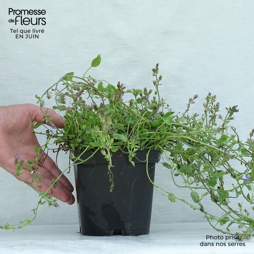 Campanula poscharskyana 2L/3L pot sample as delivered in summer