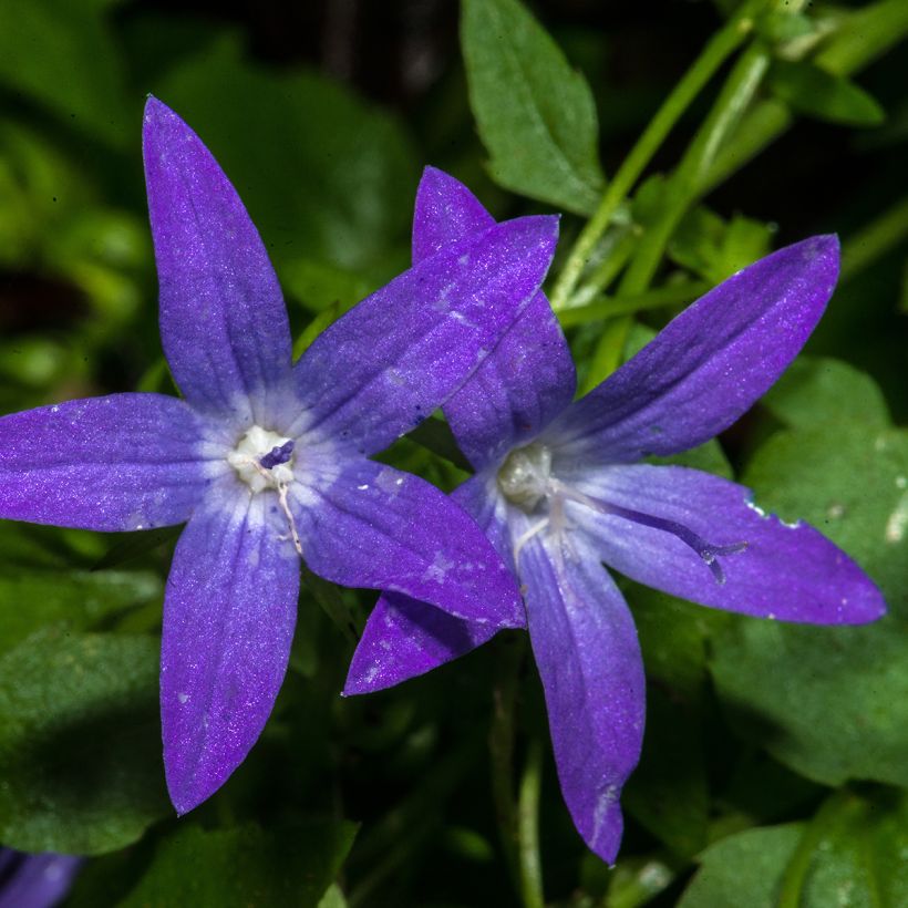 Campanula poscharskyana (Flowering)