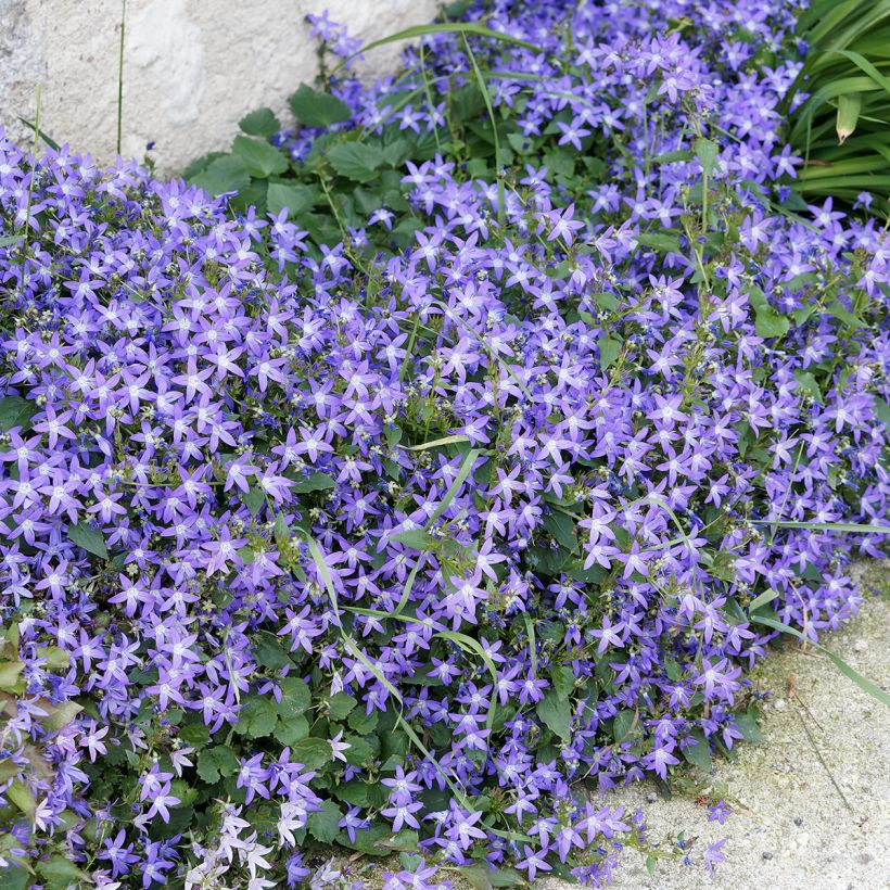 Campanula poscharskyana (Plant habit)