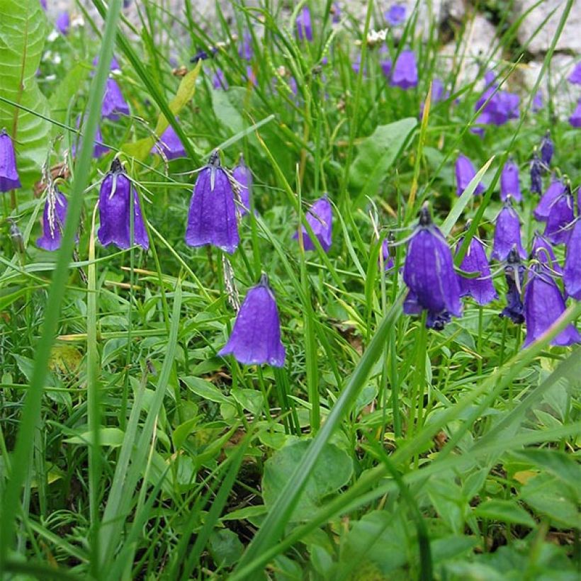 Campanula pulla (Flowering)