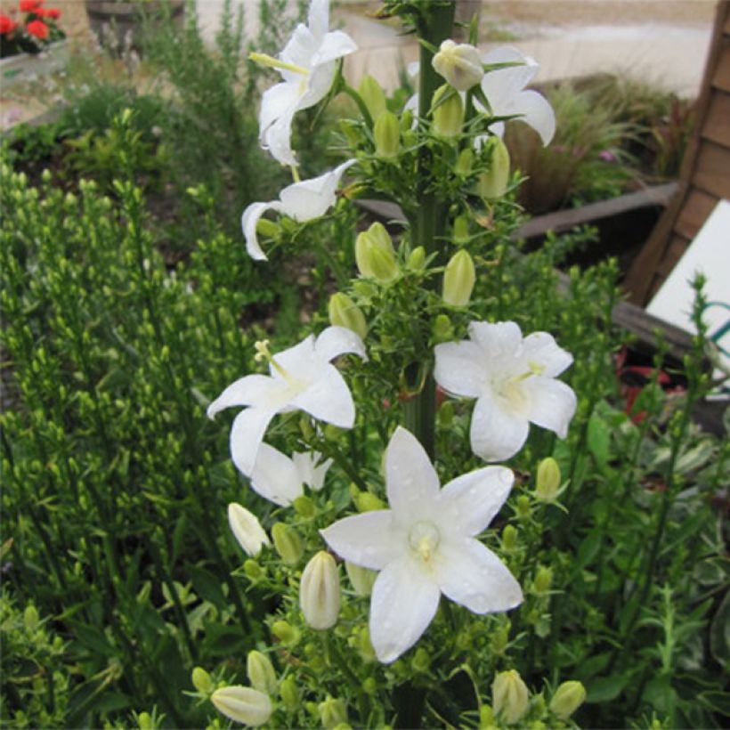 Campanula pyramidalis Alba (Flowering)