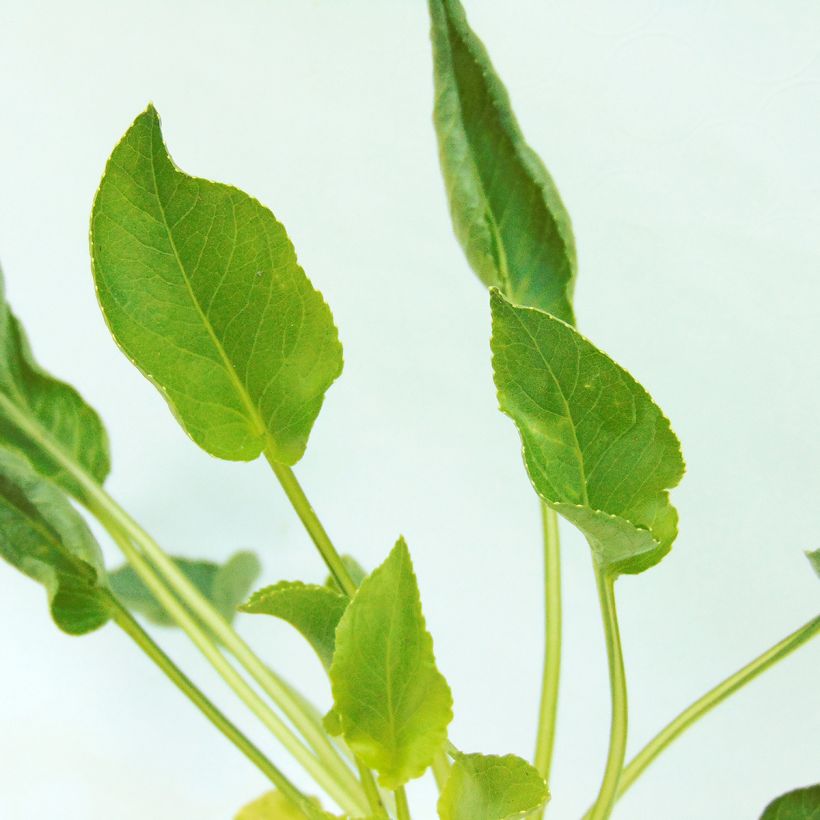 Campanula pyramidalis Alba (Foliage)