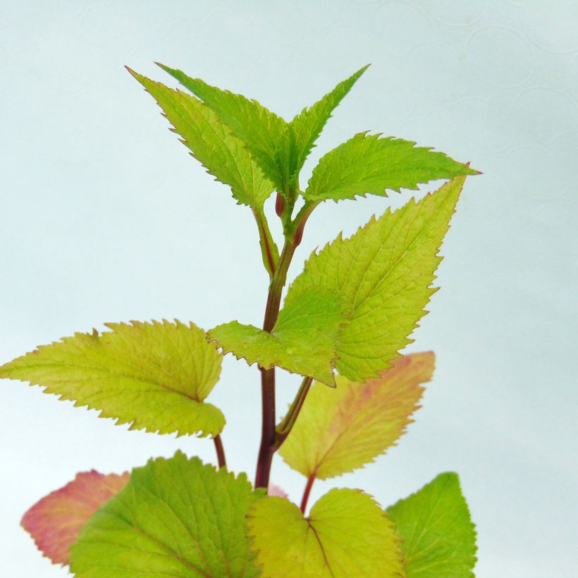 Campanula takesimana Alba (Foliage)