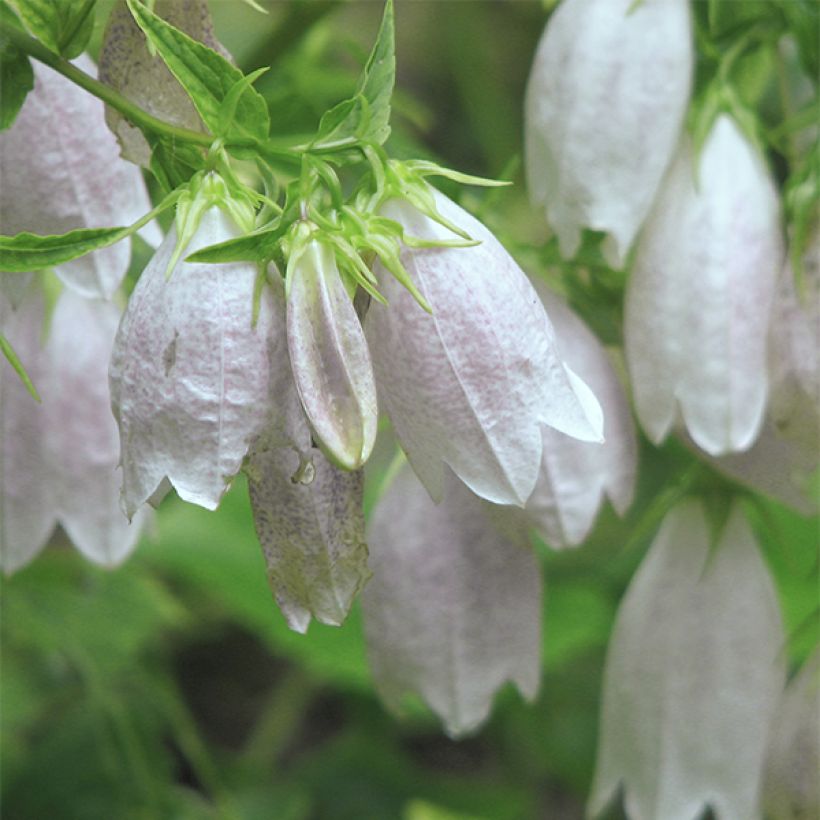 Campanula takesimana Alba (Flowering)