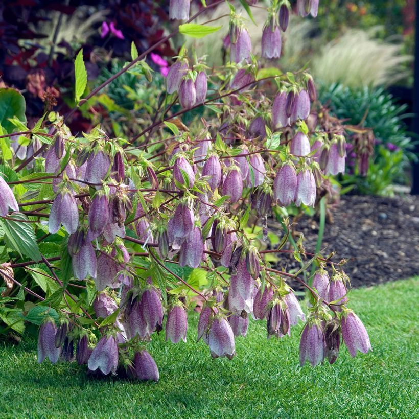 Campanula takesimana Elizabeth (Plant habit)