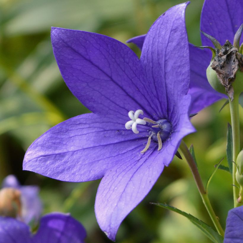 Campanula waldsteiniana (Flowering)