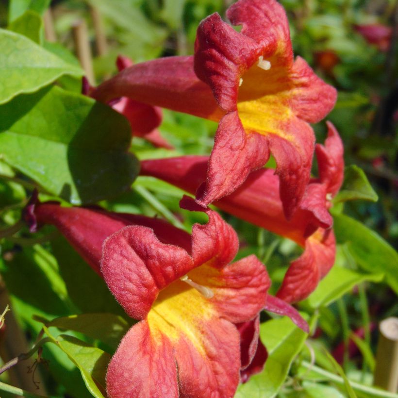 Campsis capreolata Atrosanguinea (Flowering)