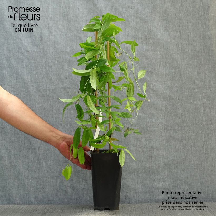 Campsis capreolata Atrosanguinea 2L/3L pot sample as delivered in summer