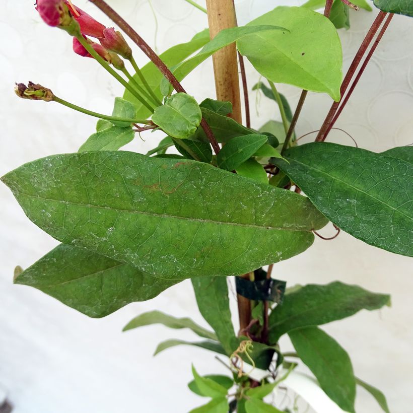 Campsis capreolata Atrosanguinea (Foliage)