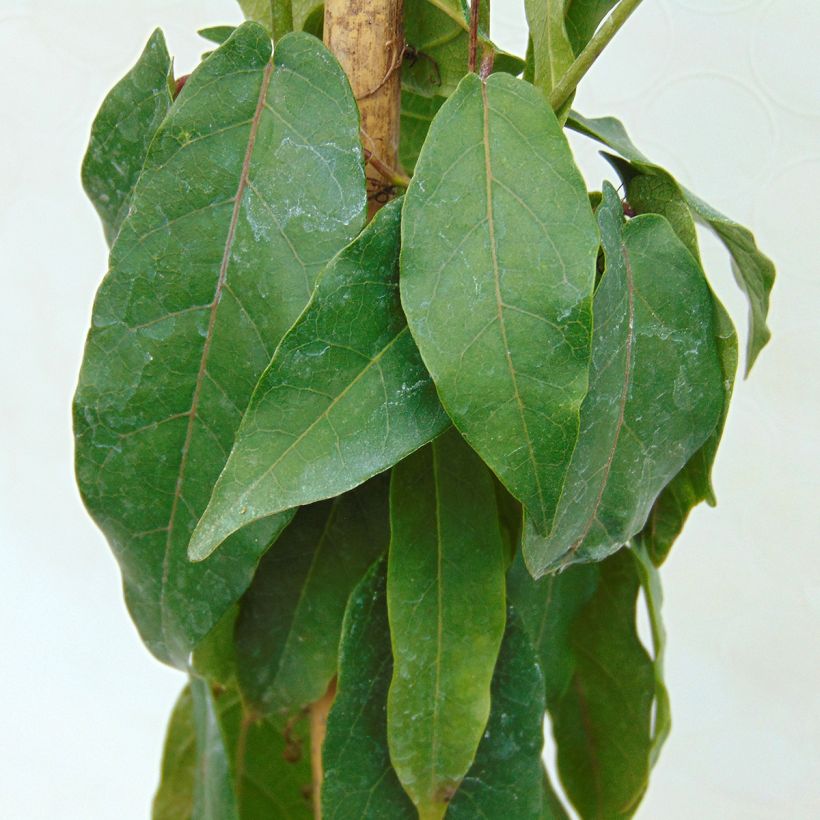 Campsis capreolata  (Foliage)
