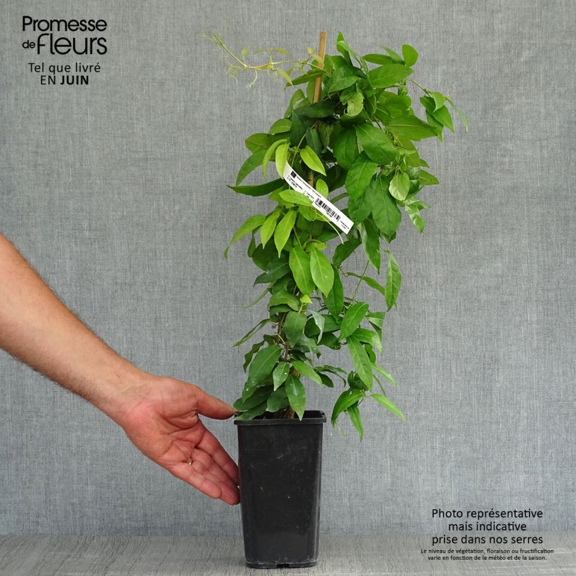 Campsis capreolata  1L/1.5L pot sample as delivered in summer