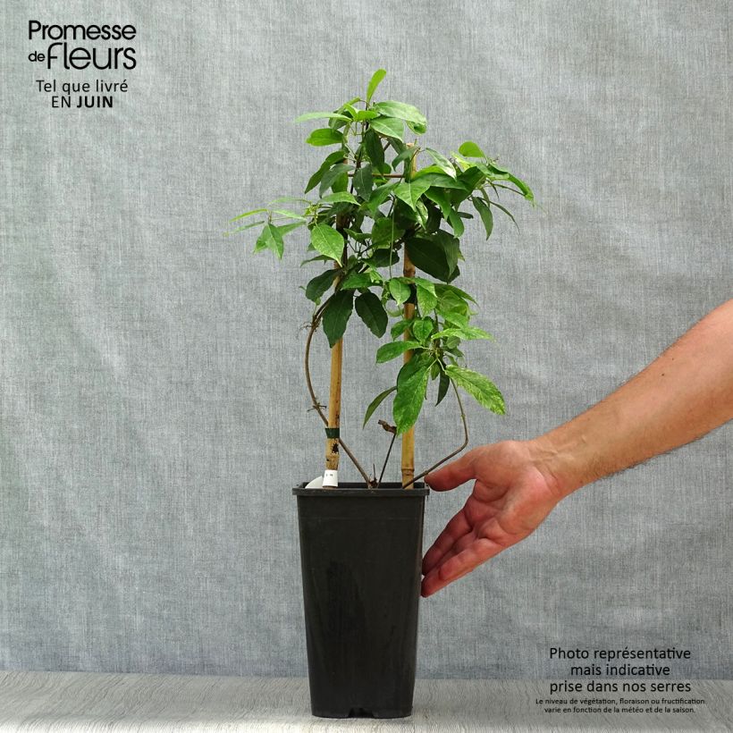 Campsis capreolata  2L/3L pot sample as delivered in summer