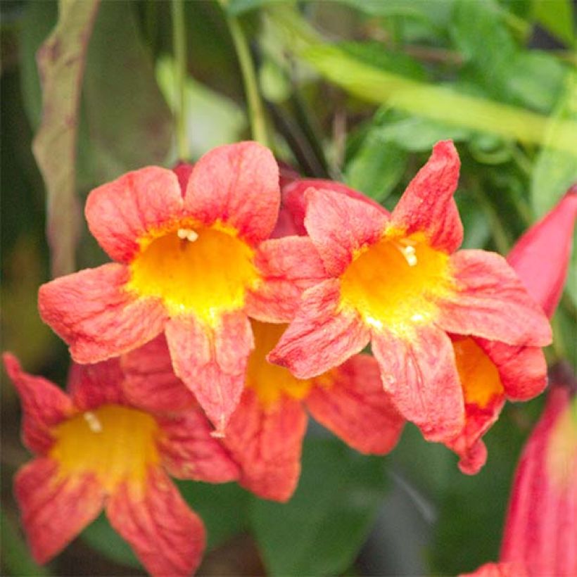 Campsis capreolata Tangerine Beauty (Flowering)