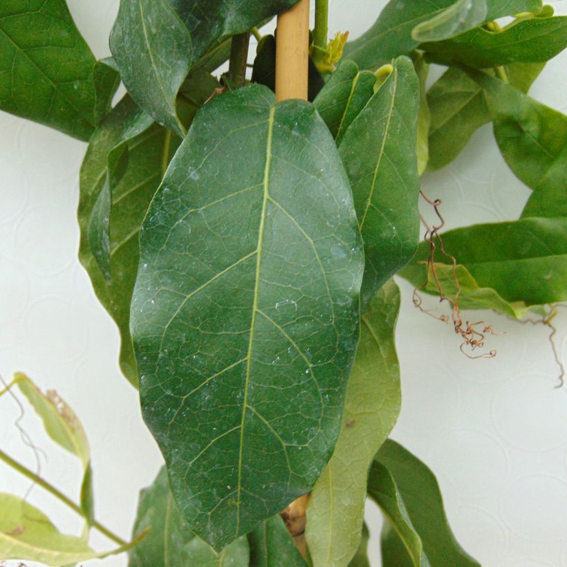 Campsis capreolata Tangerine Beauty (Foliage)