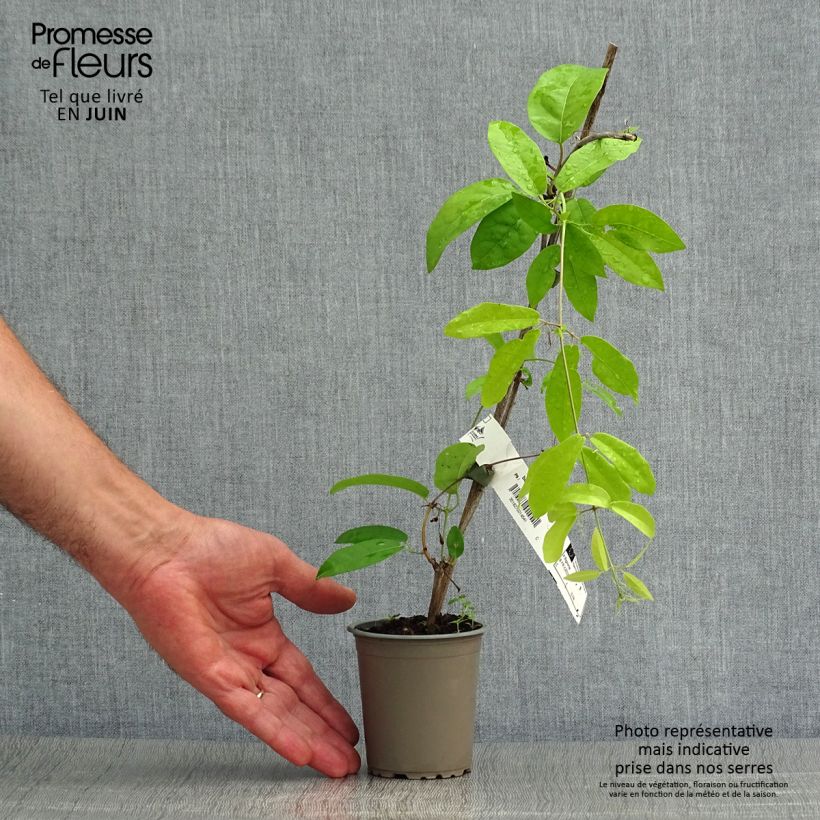 Campsis capreolata Tangerine Beauty 8/9 cm pot sample as delivered in summer