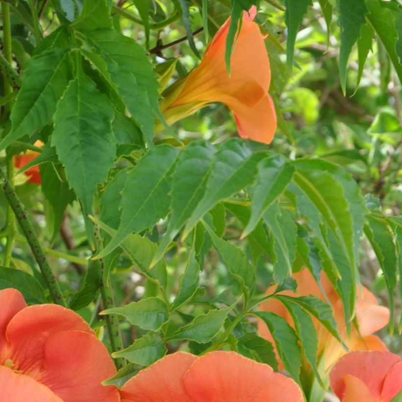 Campsis grandiflora  (Foliage)