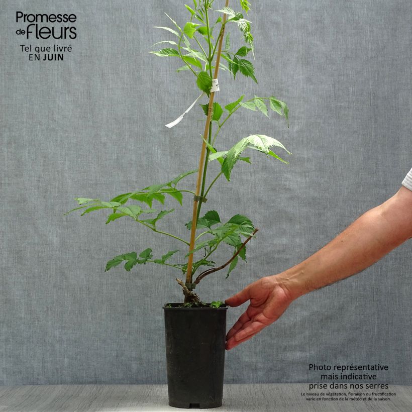 Campsis grandiflora  2L/3L pot sample as delivered in summer