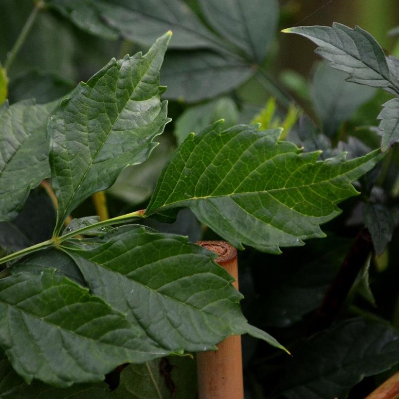 Campsis radicans Atropurpurea (Foliage)