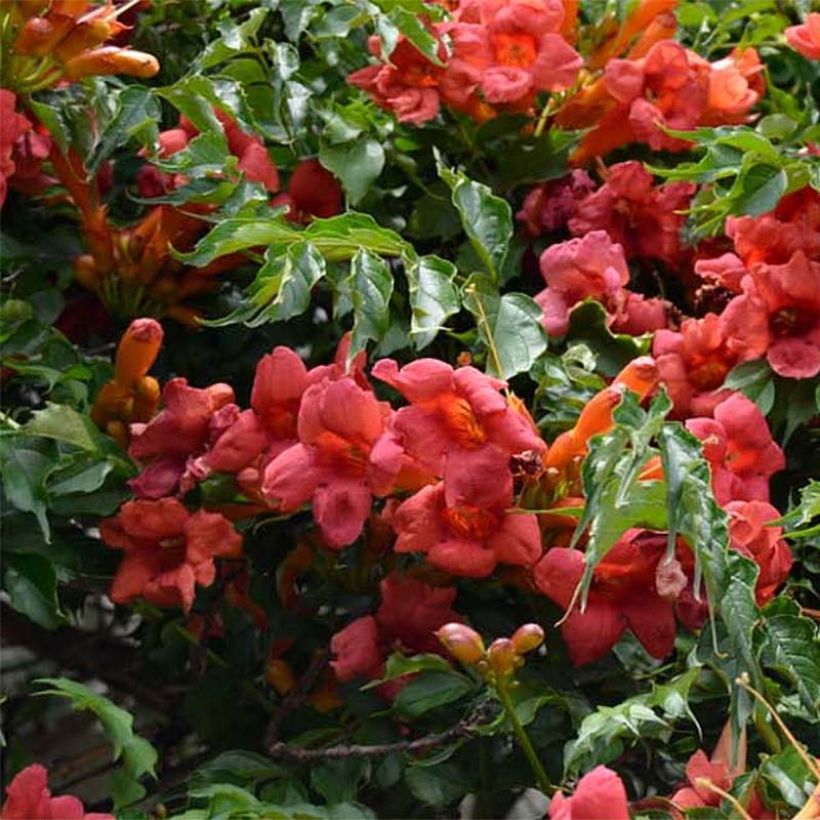 Campsis radicans Atropurpurea (Flowering)