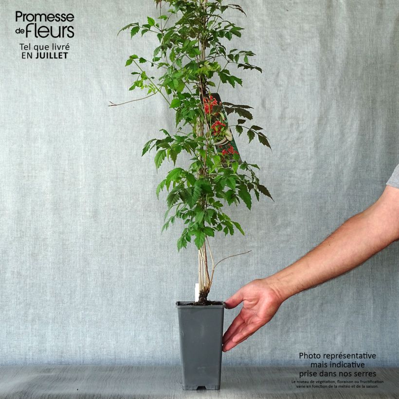 Campsis radicans  2L/3L pot sample as delivered in summer