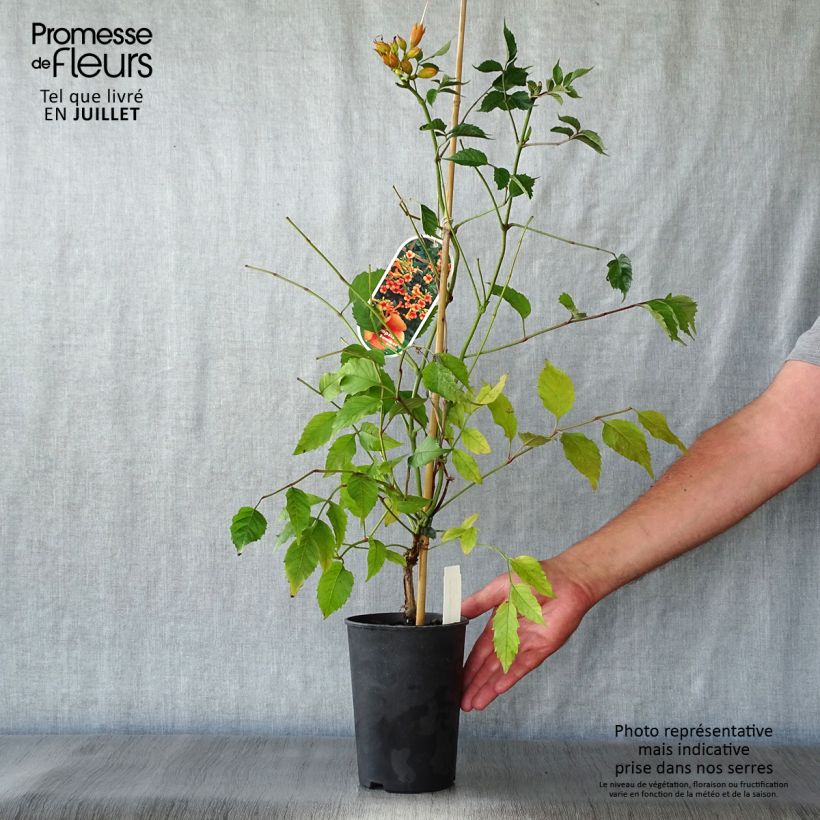 Campsis radicans Indian summer 2L/3L pot sample as delivered in summer