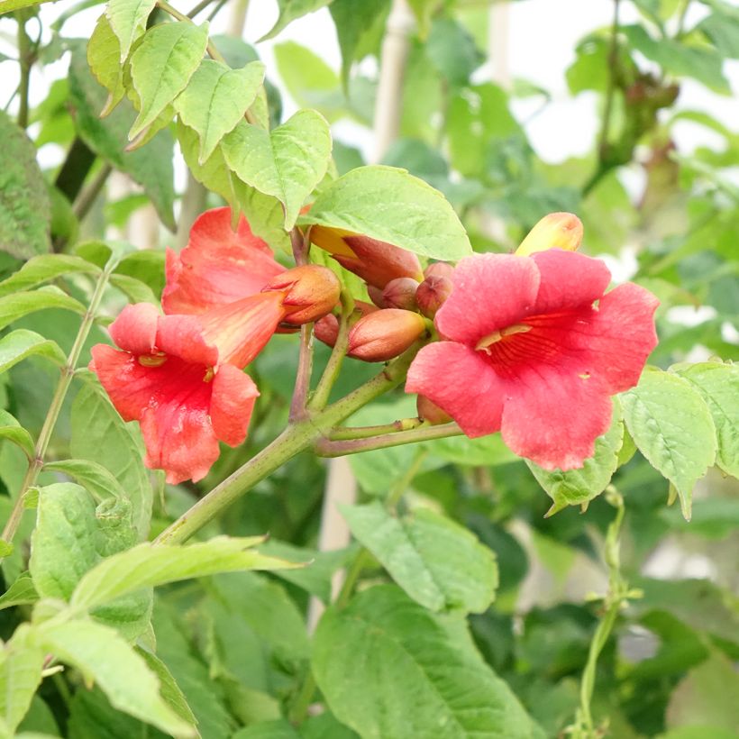Campsis radicans Stromboli - Trumpet Vine (Flowering)