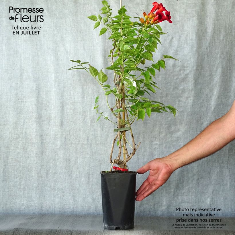 Campsis radicans Stromboli - Trumpet Vine 2L/3L pot sample as delivered in summer
