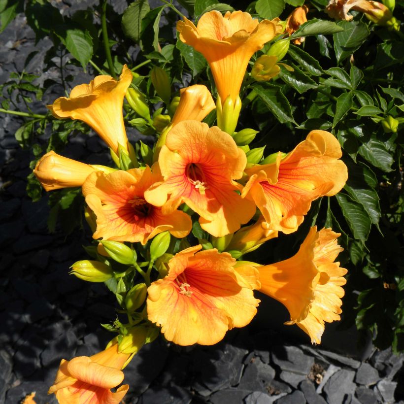 Campsis x tagliabuana Summer Jazz Gold (Flowering)