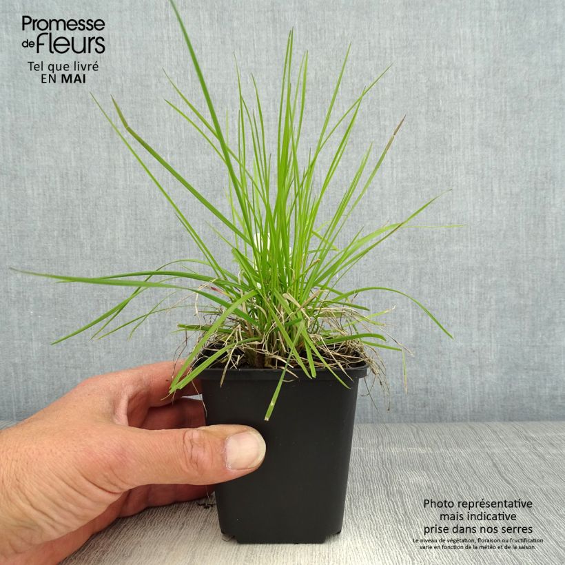 Deschampsia cespitosa Northern Lights sample as delivered in spring