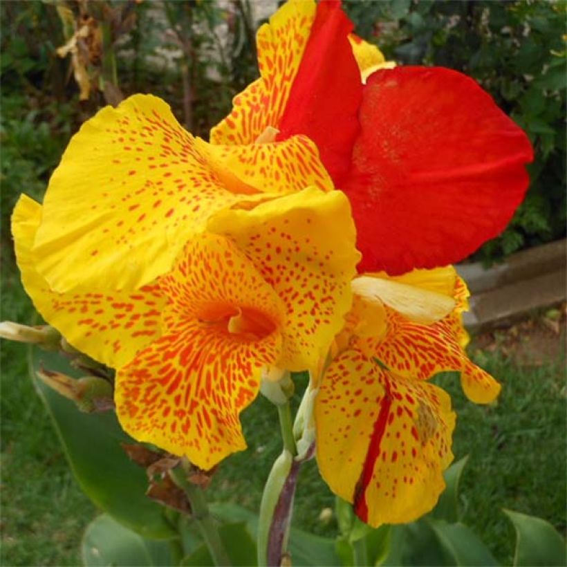 Canna Cleopatra - Indian shot (Flowering)