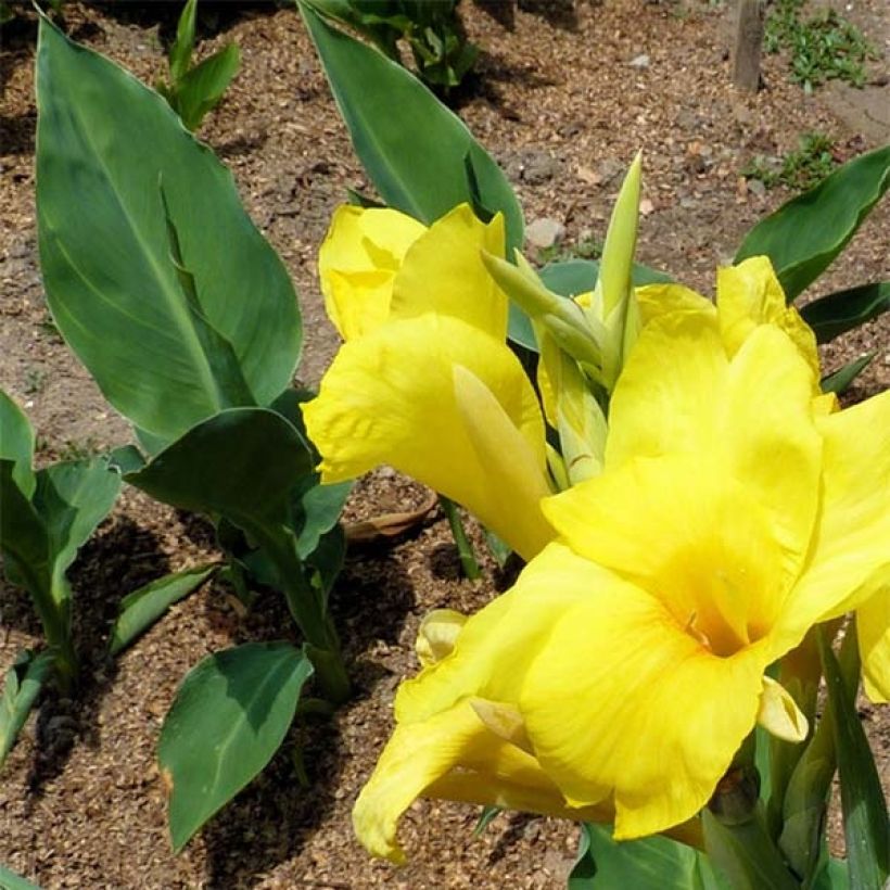 Canna Felix Ragout - Indian shot (Foliage)