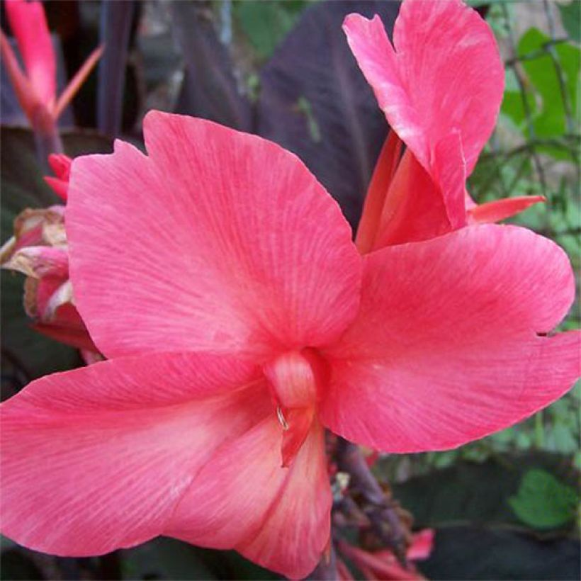 Canna Felix Roux - Indian shot (Flowering)