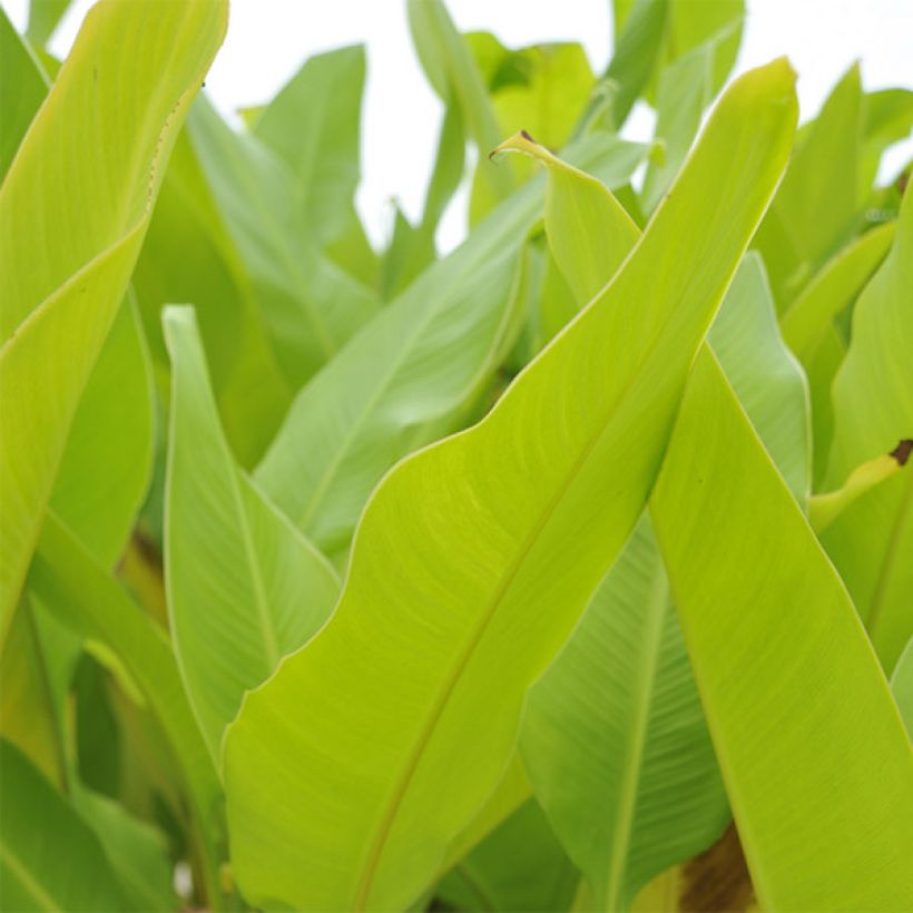 Canna Lolita - Indian shot (Foliage)