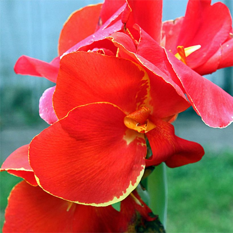 Canna Lolita - Indian shot (Flowering)