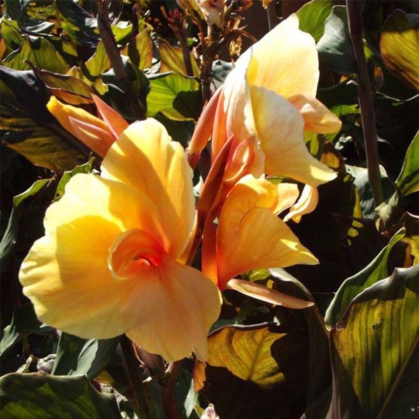 Canna Louis Cottin - Indian shot (Flowering)