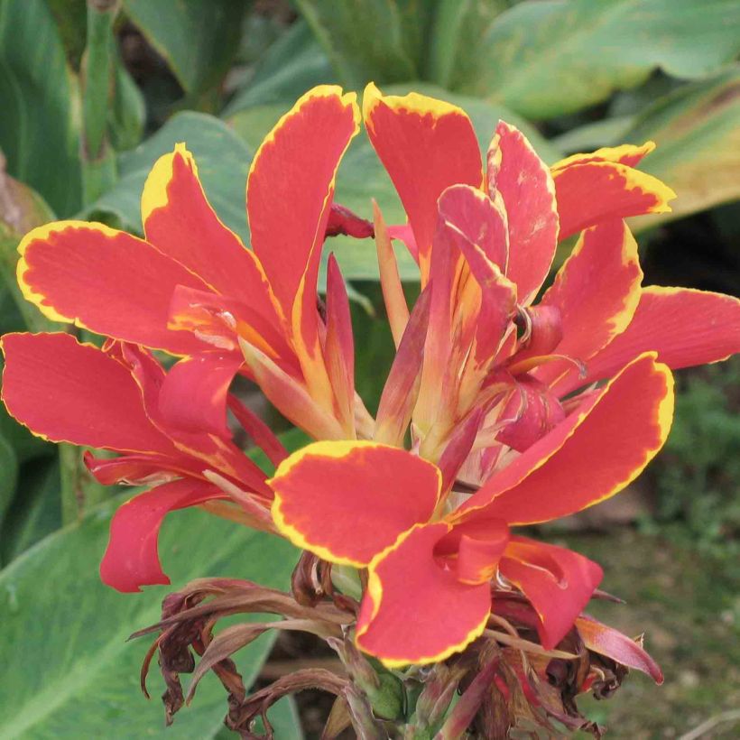 Canna Lucifer - Indian shot (Flowering)