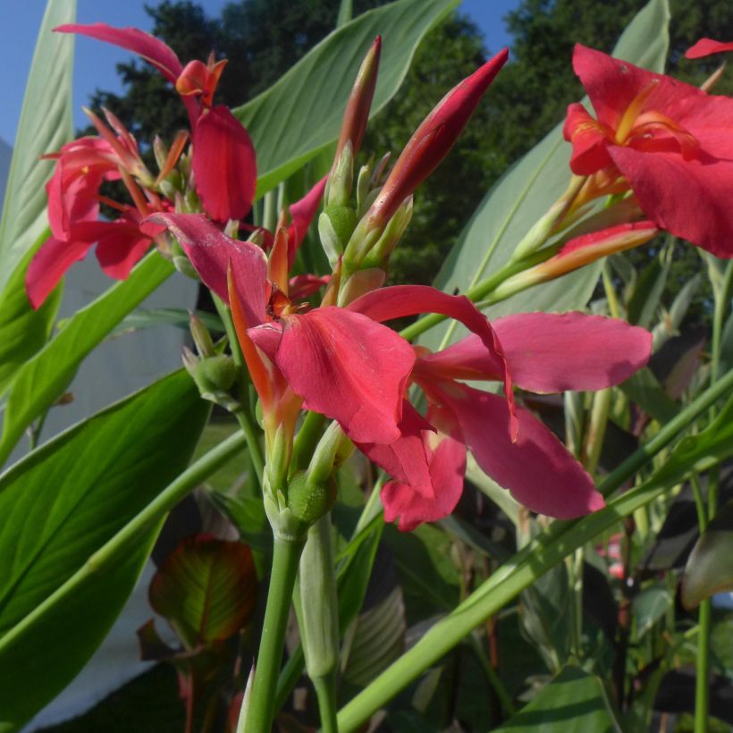 Canna Perkeo - Indian shot (Flowering)