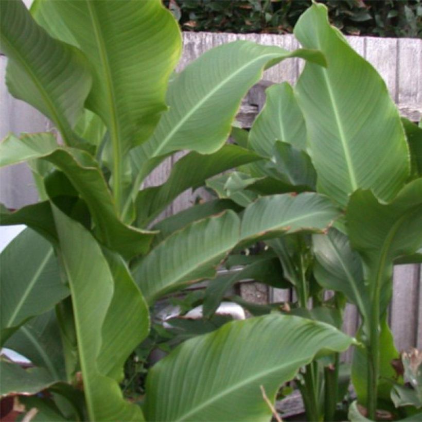 Canna Petit Poucet - Indian shot (Foliage)