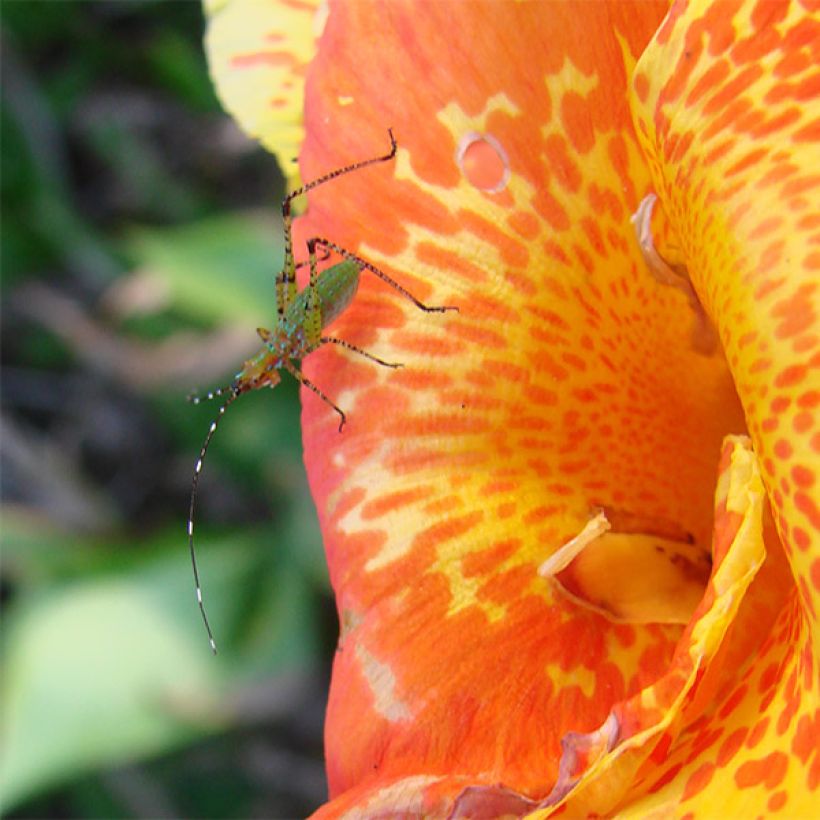 Canna Petit Poucet - Indian shot (Flowering)