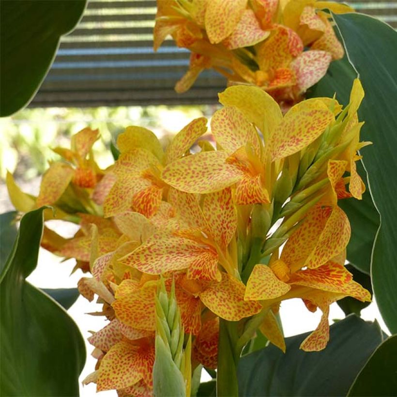 Canna Picasso - Indian shot (Flowering)