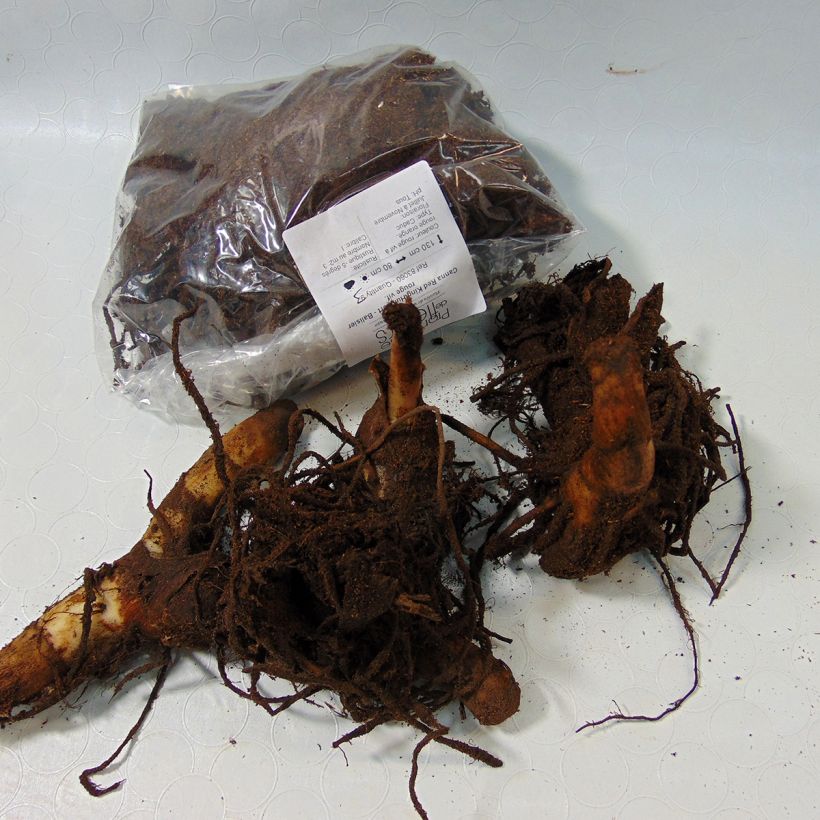 Example of Canna Red King Humbert - Indian shot specimen as delivered