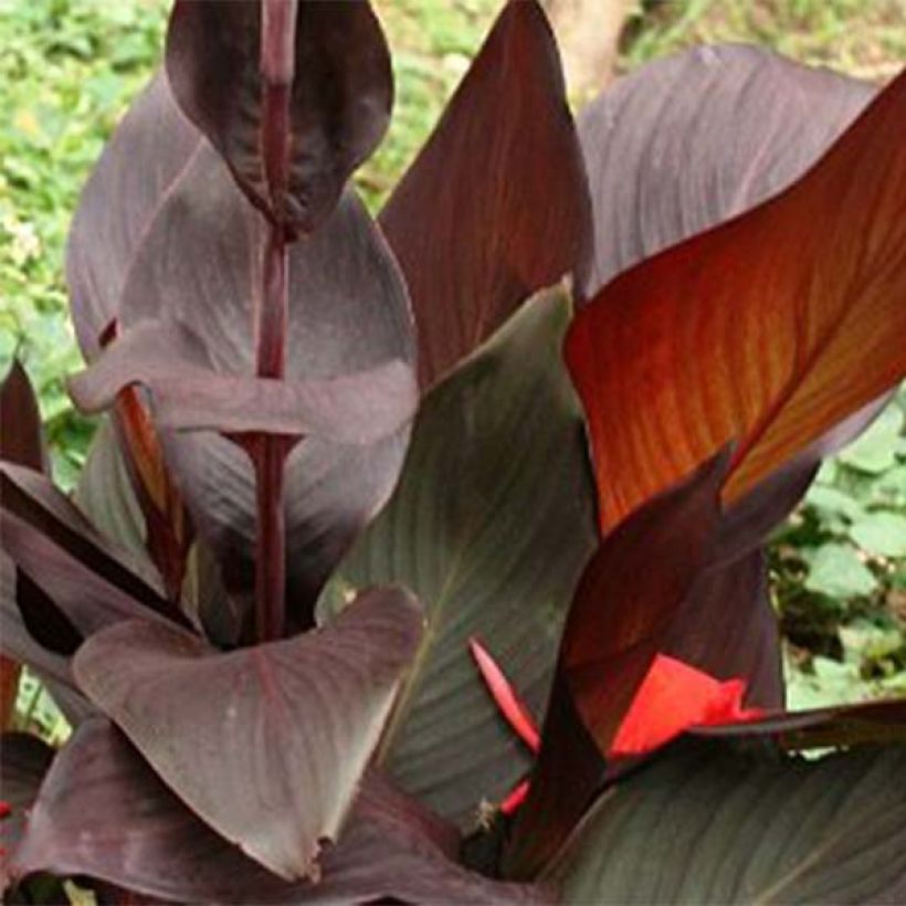 Canna Semaphore - Indian shot (Foliage)