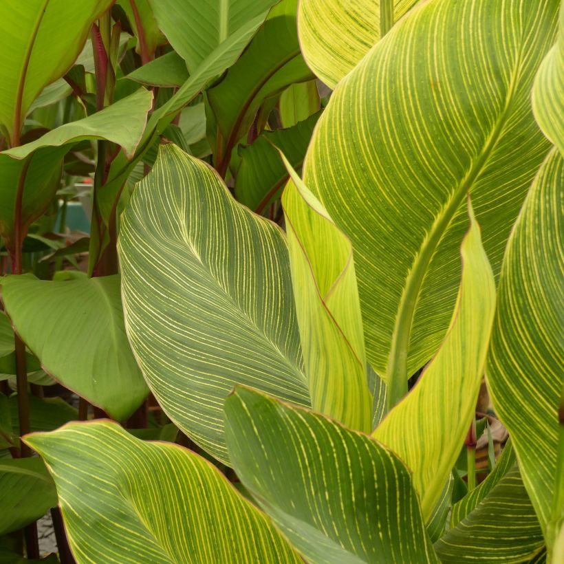 Canna Striata - Indian shot (Foliage)