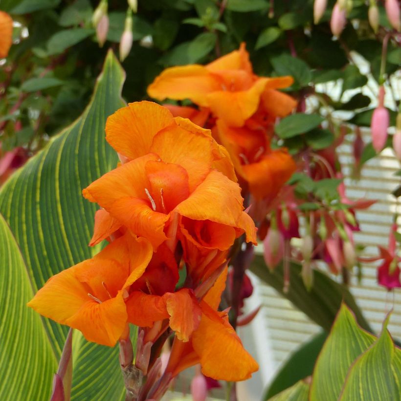 Canna Striata - Indian shot (Flowering)