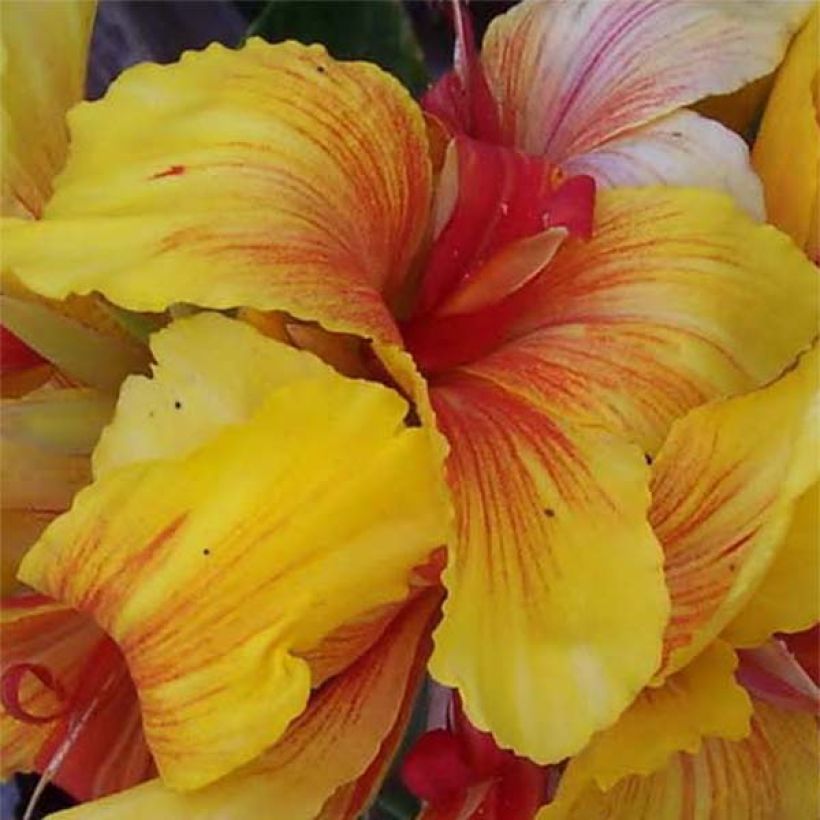 Canna Talisman - Indian shot (Flowering)