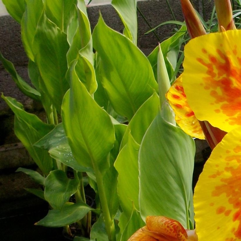 Canna Taroudant - Indian shot (Foliage)