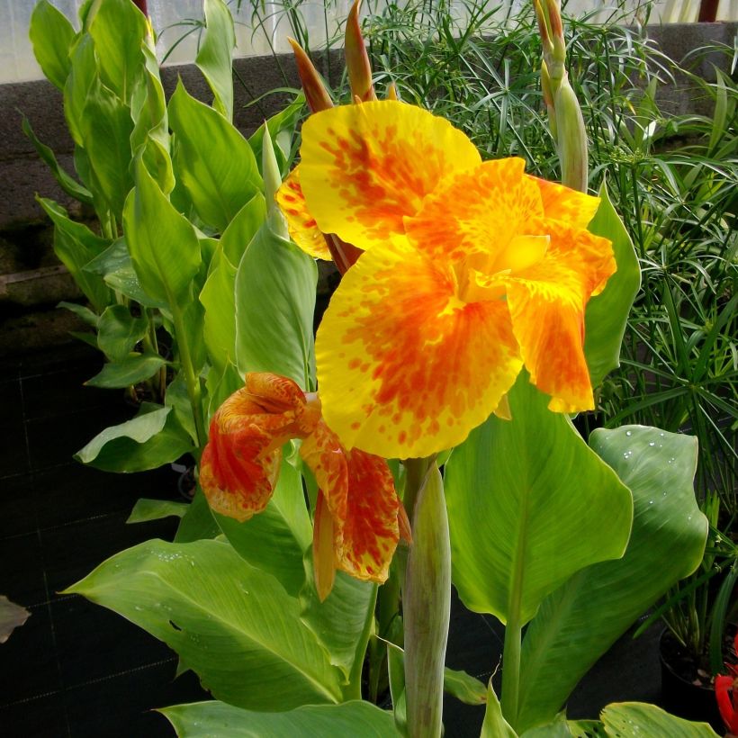 Canna Taroudant - Indian shot (Flowering)