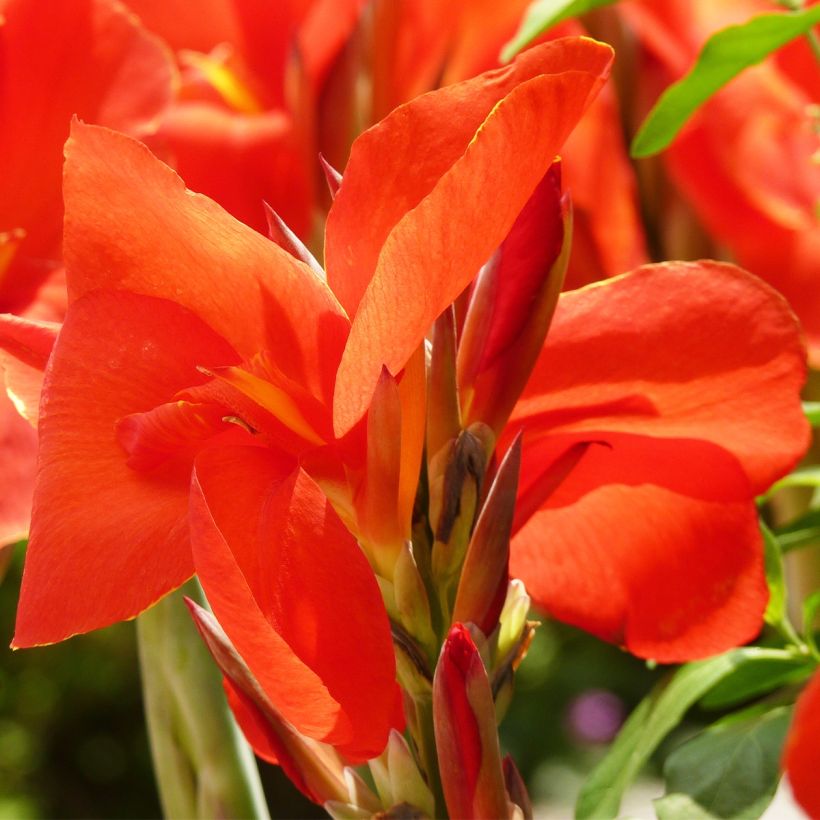 Canna Tarouking - Indian shot (Flowering)