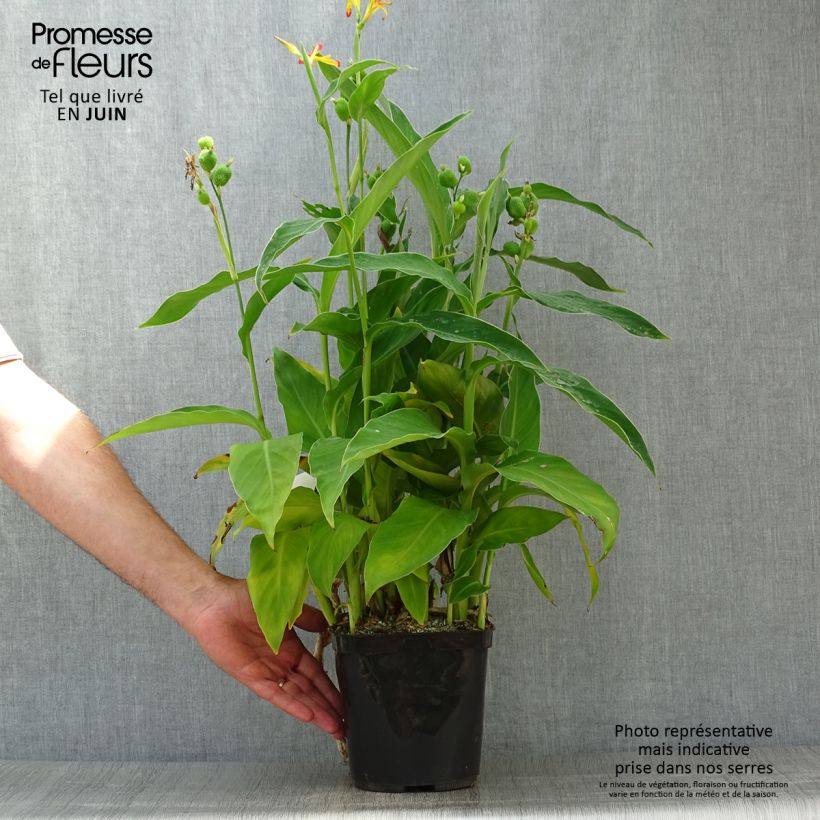 Canna edulis 2L/3L pot sample as delivered in summer